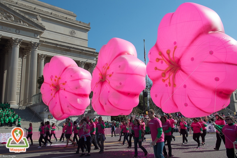 رویدادهای جشنواره شکوفه های گیلاس ژاپن
