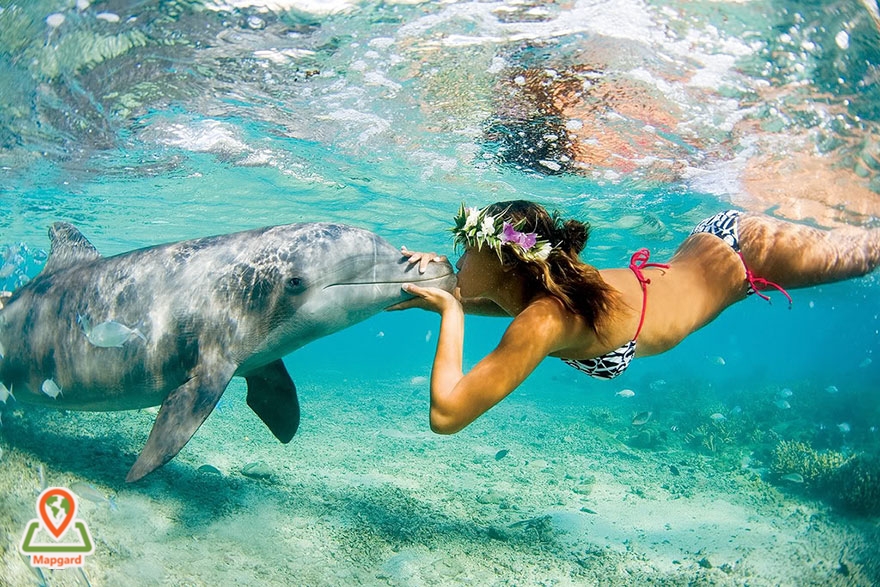 شنا کردن با دلفین ها