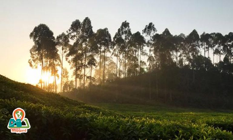 جنوب غربی رواندو (Rwanda)