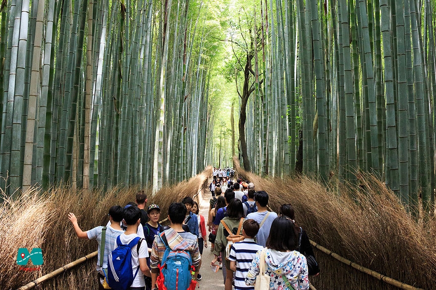 گشت و گذار در جنگل بامبو آراشیاما (Arashiyama)، ژاپن1