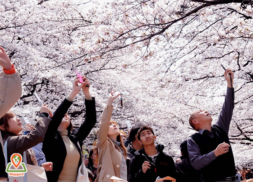 لذت بردن از شکوفه های درخت ساکورا1