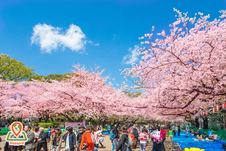 هزینه شرکت در جشنواره شکوفه های گیلاس ژاپن