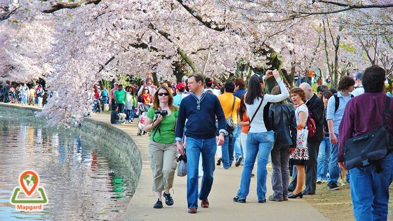مدت زمان فستیوال فانوس شکوفه های گیلاس چقدر است؟
