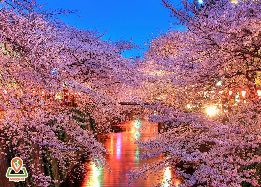 لذت بردن از شکوفه های درخت ساکورا