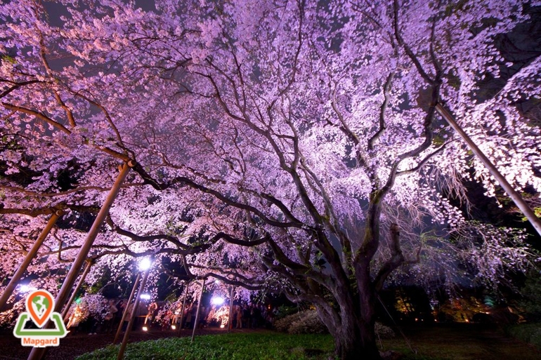 تاریخچه فستیوال اوئنو ساکورا ماتسوری (Ueno Sakura Matsuri)، جشنواره فانوس شکوفه‌های گیلاس ژاپن