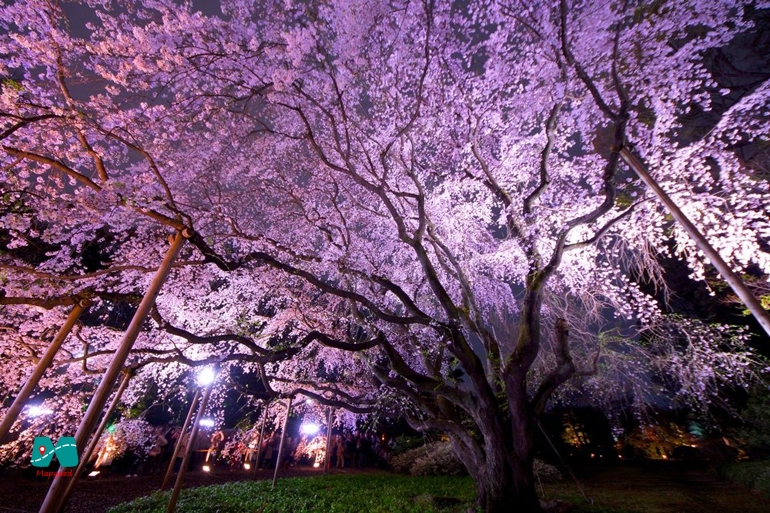 تاریخچه فستیوال اوئنو ساکورا ماتسوری (Ueno Sakura Matsuri)، جشنواره فانوس شکوفه‌های گیلاس ژاپن