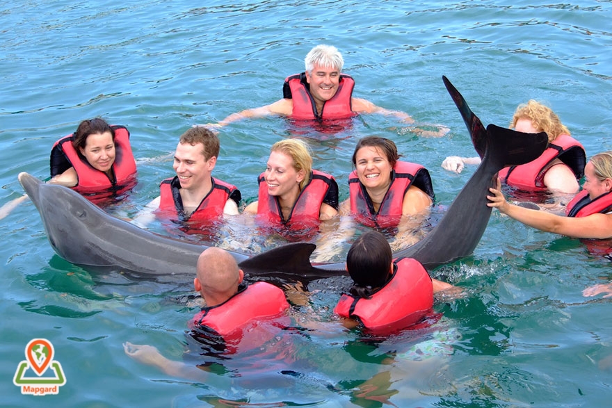 شنا کردن با دلفین ها1