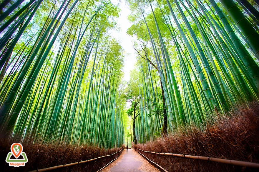 گشت و گذار در جنگل بامبو آراشیاما (Arashiyama)، ژاپن