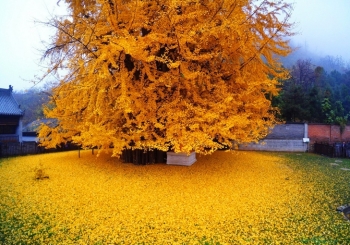 درخت چهل سکه یا جینگو (Ginkgo) | چین