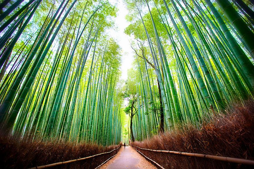 گشت و گذار در جنگل بامبو آراشیاما (Arashiyama)، ژاپن
