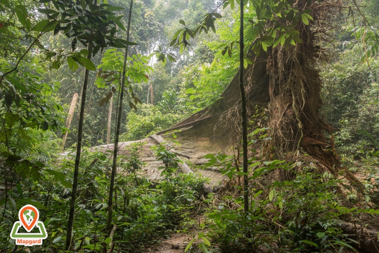 تجربه ای هیجان انگیز در پارک ملی تامان نگارا (Taman Negara)