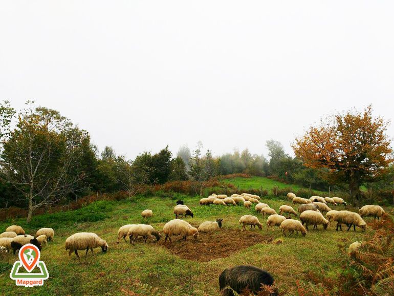 بهشت و زیبایی گوسفندای جنگل های خلخال