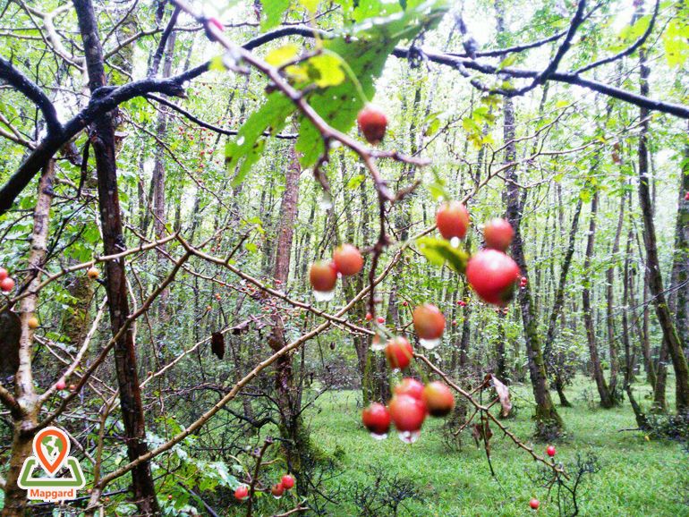 میوه های جنگلی خلخال