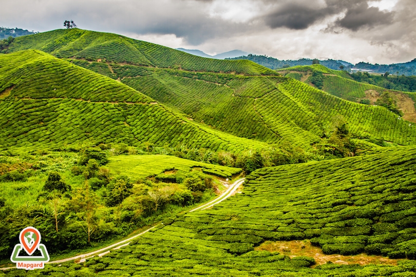 ارتفاعات کامرون (Cameron Highlands)