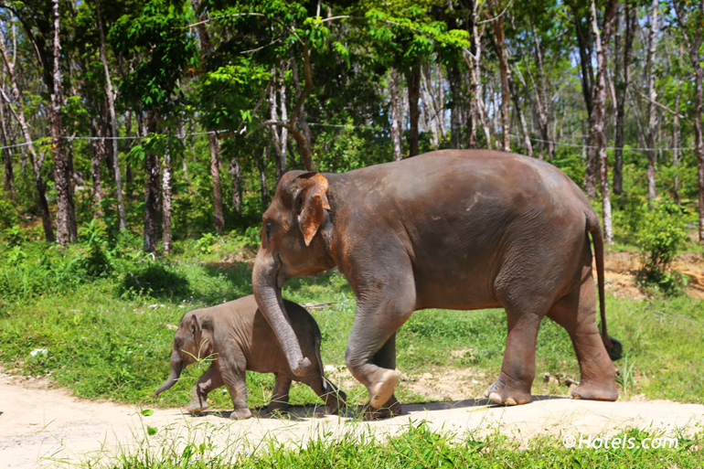 حیات وحش خائوپرا تائو (Khao Phra Thaeo Game Reserve)